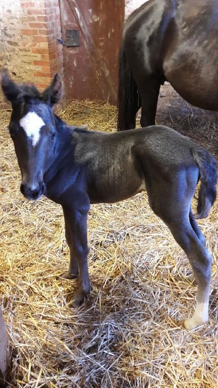 Au Fer A Cheval Otel Gandelain Dış mekan fotoğraf